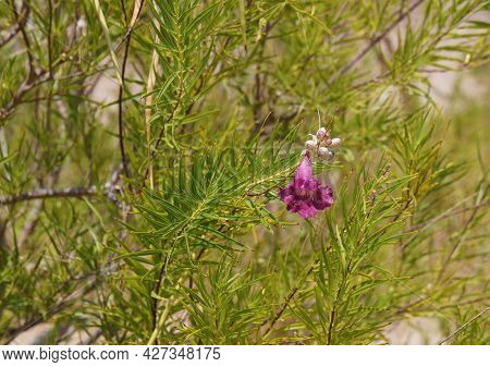Desert Willow (or Chilopsis Linearis) In Bloom