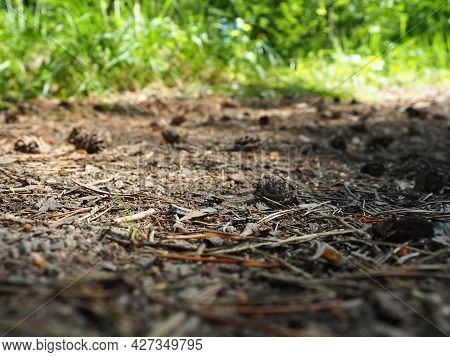 Pine Or Spruce Cones Lie On Old Dried Up Foliage And On Pine Needles. Close-up. Forest Path In A Con