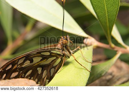 Macro Photography Of A Butterfly With Spotted Wings. One Side Is Observed Very Closely. It Is Restin