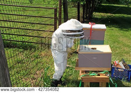 Teaching A Child How To Remove The Inner Lid With A Hive Tool From A Langstroth Beehive With Green P