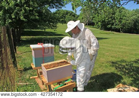 Mother Teaching Her Daughter How To Separate Frames In A Langstroth Beehive Using A Hive Tool With G