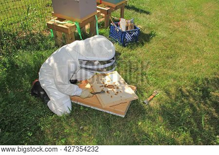 Teaching A Child How To Remove Burr Comb From A Langstroth Beehive Inner Lid With Green Plant Backgr