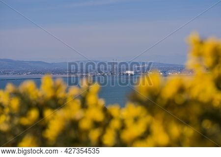Beautiful Scenic Bright View Of Yellow Gorse (ulex), Dublin Bay, Dublin Waste To Energy (covanta Pla