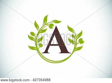 Initial Letter A Sign Symbol With Olive Branch Wreath. Round Floral Frame Made By The Olive Branch. 