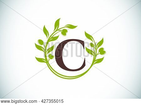 Initial Letter C Sign Symbol With Olive Branch Wreath. Round Floral Frame Made By The Olive Branch. 