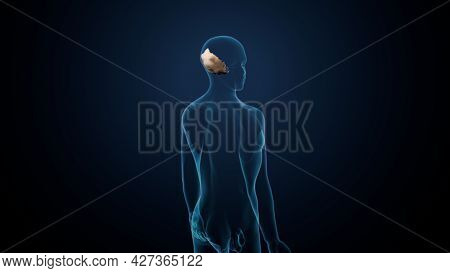 Human Skeleton Skull Occidental Bone Anatomy. 3d Illustration