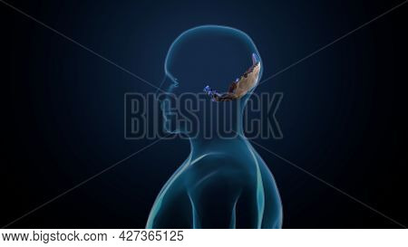Human Skeleton Skull Occidental Bone Anatomy. 3d Illustration
