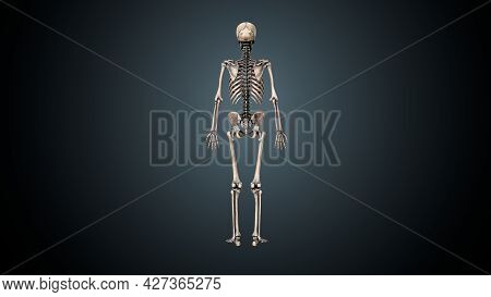 3d Illustration Of Human Skeleton Axial Bone Anatomy.