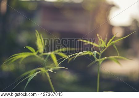 Green Marijuana Tree Cannabis Plant Narcotic Herbal In Greenhouse. Hemp Leaf Made Cannabis Crude Oil
