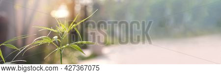 Banner Green Marijuana Tree Cannabis Plant Narcotic Herbal In Greenhouse. Panoramic Hemp Leaf Made C