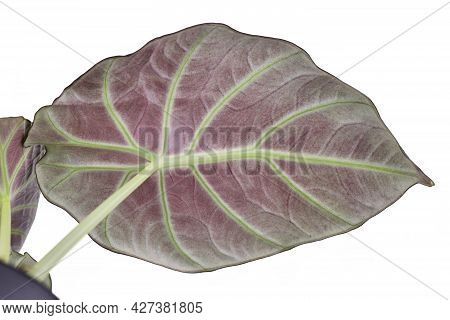 Lower Red Side Of Leaf Of Tropical Houseplant With Botanic Name 'alocasia Reginula' Isolated On Whit