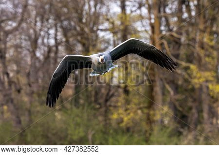 The Bar-headed Goose Flying Over A Lake At Munich. Anser Indicus Breeds In Central Asia In Colonies 