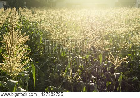 Beautiful Corn Fields With Sunlight In Farm.