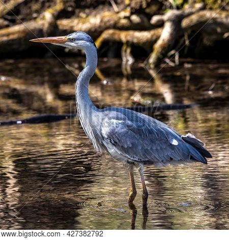 Grey Heron, Ardea Cinerea, A Massive Gray Bird Wading Through A Flat Lake Searching For Fish, With F