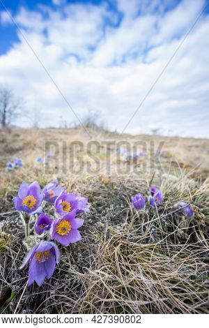 Pasque flower, National park Podyji, Southern Moravia, Czech Republic