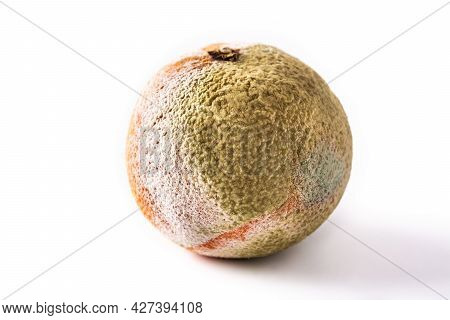 Rotten Orange Fruit Isolated On White Background
