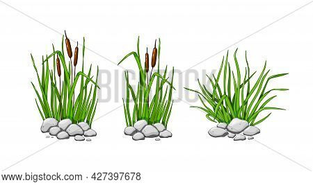 Reeds And Grass Grow In The Stones. The Green Grass Set Is Isolated On A White Background. Vector Il
