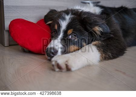 Australian Shepherd Puppy Dog Lying On Couch Play With Big Heart. Valentine Day