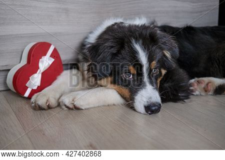 Australian Shepherd Puppy Dog Lying On Couch Play With Heart Gift Box. Valentine Day