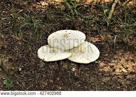 Three White Mushrooms Growing Together On The Floor Of The Woods.