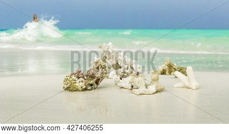 White Beach Sand Corals And Shells On Rasdhoo Atoll Maldives.