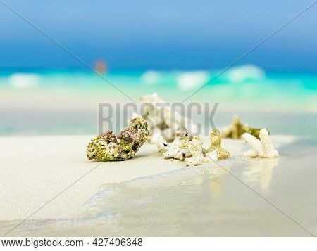 White Beach Sand Corals And Shells On Rasdhoo Atoll Maldives.