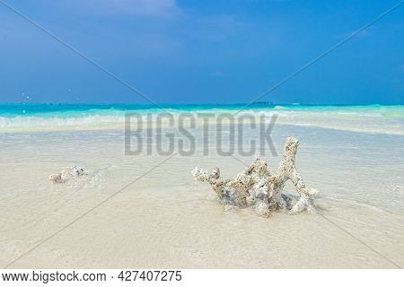 White Beach Sand Corals And Shells On Rasdhoo Atoll Maldives.