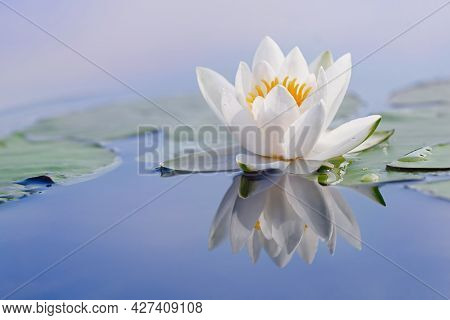 Beautiful Flower Of A White Water Lily And Reflection On The Water Surface. Nymphaea Alba. Close Up.