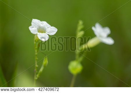 Beautiful White Color Gratiola Officinalis Flower Green Background.