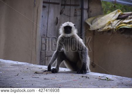 Black-faced Monkey Looking At The Camera, Wooden Door And Mud Wall In The Background.