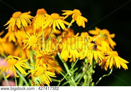 Nula Britannica Flowers Known Also As British Yellowhead Or Meadow Fleabane