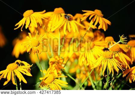 Nula Britannica Flowers Known Also As British Yellowhead Or Meadow Fleabane