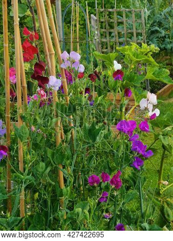 Vertical Image Of Multi Coloured Sweet Peas And Bamboo Canes