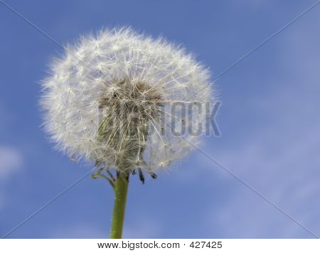 Pampeliška Seedhead