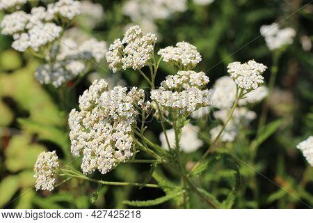 Medicinal Wild Herb Yarrow Achillea Millefolilium . The Plant During Flowering , Closeup.