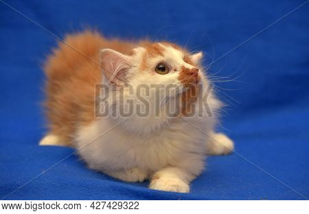 Red And White Kitten One-eyed Disabled