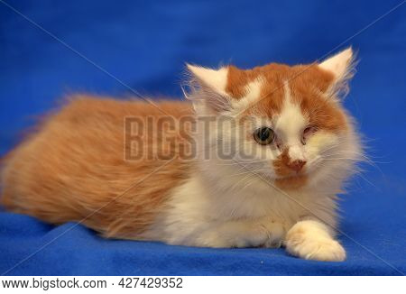 Small Red And White Kitten One-eyed Disabled