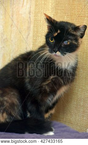 Cat With Glaucoma In The Eye At An Animal Shelter