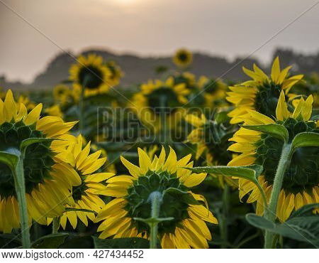 A Sunflower Field Is Backlit On A Hazy Sunny Summer Morning, The Haze Coming From More A Thousand Mi