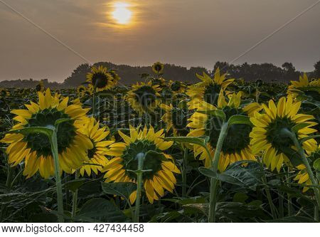 A Sunflower Field Is Backlit On A Hazy Sunny Summer Morning, The Haze Coming From More A Thousand Mi