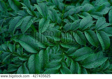 Abstract Green Leaf Texture. Nature Green Konjac Leaves With Raindrop Background. Green Leaf (konjac