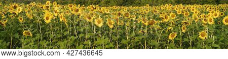 A Sunflower Field Is Shown In Panoramic Format On A Hazy Sunny Summer Morning, Desplaines River Stat