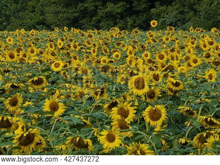 A Sunflower Field In Desplaines River State Fisf And Wildlife Area, Will County, Illinois