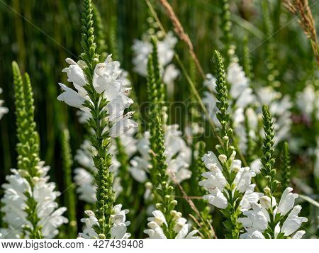 Physostegia White Flower Feet, Physostegia Virginiana. High Quality Photo