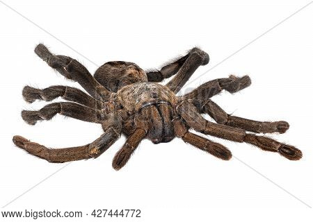 Thailand Big Black Tarantula, Close Up Of Spider With White Background