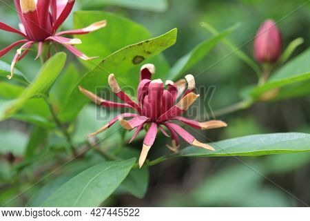 Blooming Purple Calicantha Flower In The Garden.