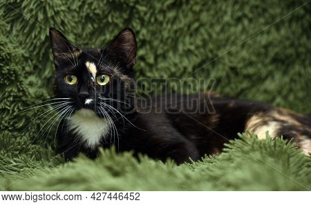 Black With Red And White Cat On A Green Background