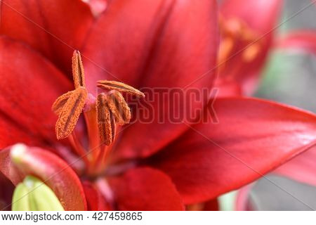 Lily Corallo La-hybrid Bright Red Flowers In The Garden