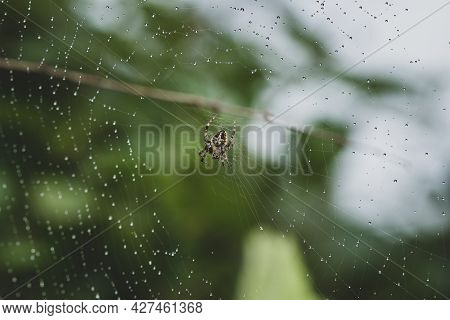 Picture Of Water Droplets Trapped In The Spider Web Of Neoscona Mukheerjee