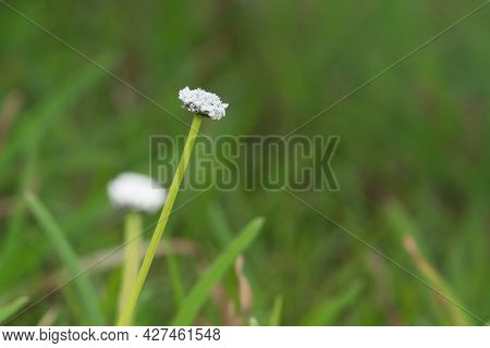White Flower Of Eriocaulon Nudicuspe Against Green Grass Background